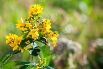 Yellow Hypericum flowers, close-up photo with soft selective focus