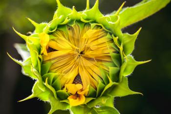 Sunflower bud, close-up photo with soft selective focus