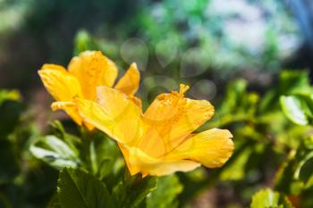 Yellow Hibiscus flower in summer garden, close-up photo with selective focus