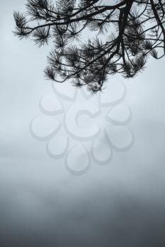 Pine tree branches silhouette over blue foggy mountain landscape, natural vertical photo