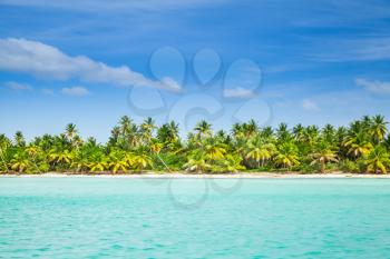 Palms trees grow on the beach of Saona island. Background photo of Caribbean Sea coast, Dominican republic