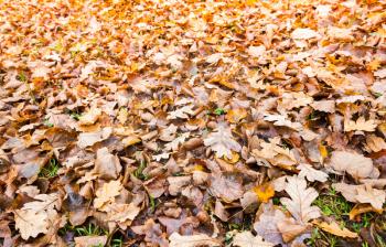 Natural autumn background photo, fallen yellow leaves lay over grass in park
