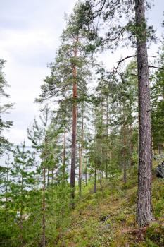 Typically coastal pine forest in Karelia, Finland