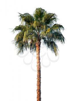 Bright palm tree isolated on white background