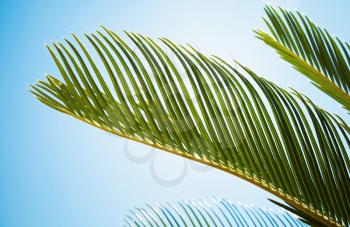 Fresh green palm leaves in the sunshine above bright blue sky. Selective focus