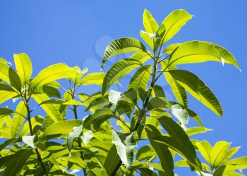Leaves of tropical tree isolated on blue sky background