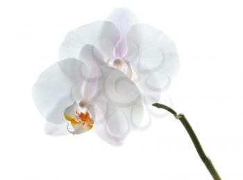 Phalaenopsis. White orchid flowers isolated on white background. Front view