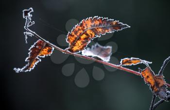 Red autumnal leaves with frost