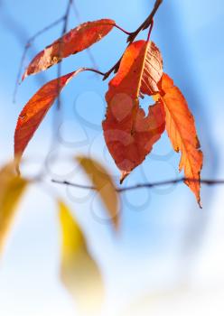 Beautiful autumn red and yellow leaves above bright blue sky. Selective focus