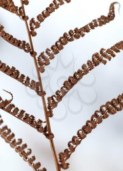 Dry fern leaves in winter season