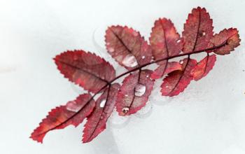 Bright red autumn leaves with frozen water drops on fresh snow