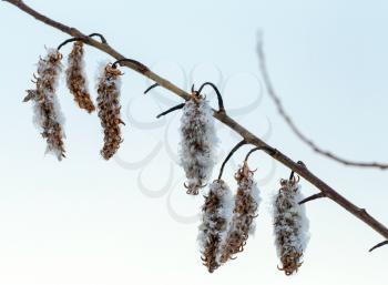 Winter nature fragment. Dry flowers on sallow bush covered with ice and snow