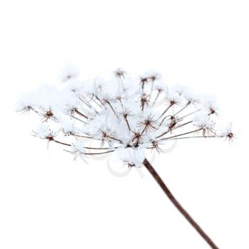 Frozen umbrella flowers with snow on white background
