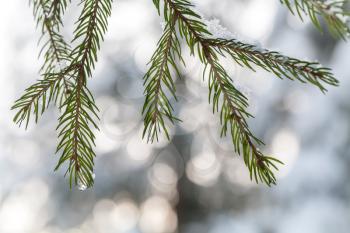 Fir tree branches with snowflakes  and frozen water drops on it