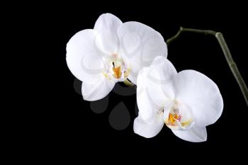 Phalaenopsis. Two white orchid flowers with dew isolated on black background