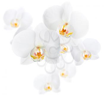 White orchid flowers Phalaenopsis isolated on white background