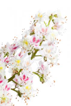 Chestnut flower vertical macro photo isolated on white