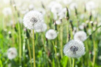 Macro of dandelion flowers with white fluffy flying seeds