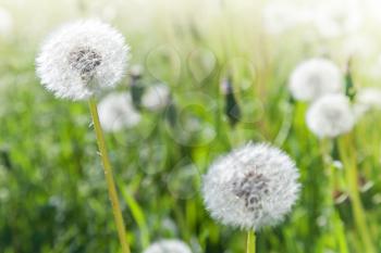 Macro photo with dandelion flowers with white fluffy flying seeds