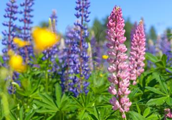 Colorful lupines flowers grow on the meadow