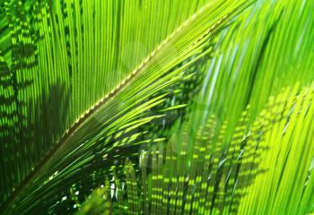 Fresh green palm leaves in the sunshine. Tropical nature background