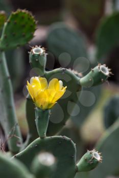 Yellow cactus flower. Selective focus