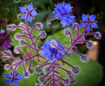 Blue Borage and cornflower flowers closeup photo background