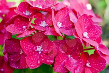 Macro photo of wet red hydrangea flowers with rain drops