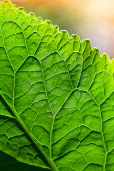 Macro photo with green leaf surface above colorful blurred background