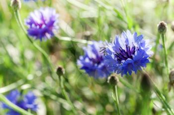 Centaurea cyanus. Blue flowers grow on summer meadow