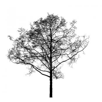 Black leafless alder tree photo silhouette on white background