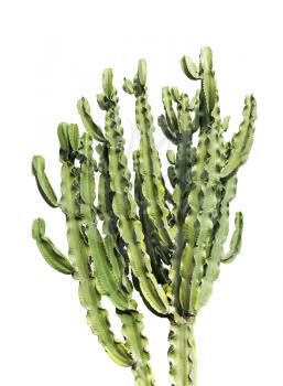 Euphorbia trigona. Tall African cactus bush isolated on white
