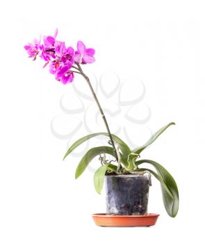 Domestic pink orchid flower in pot isolated on white