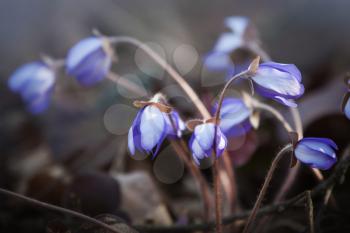 Blue Hepatica flowers in the spring forest. Macro photo