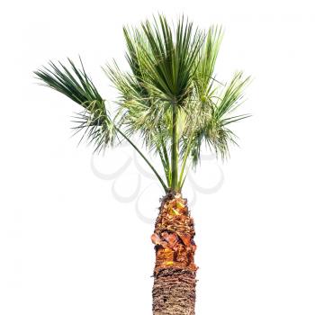 Small palm tree isolated on white background