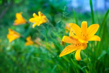 Hemerocallis lilioasphodelus. Bright yellow lily flowers in summer garden