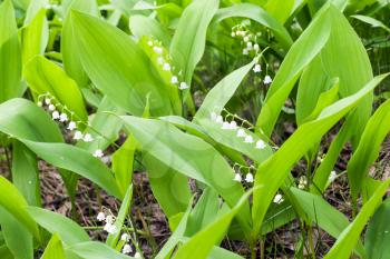 Wild lily of the valley in spring European forest