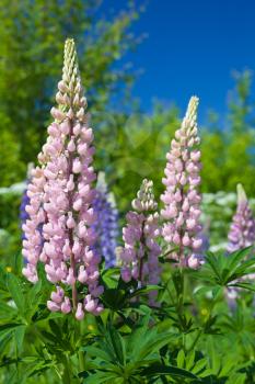 Colorful lupine flowers grow on green meadow in summer