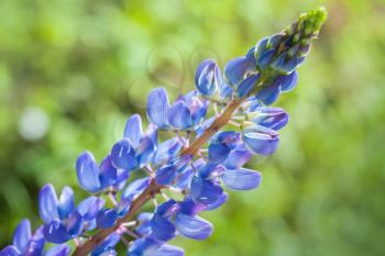 Blue lupine flower on the meadow in summer 
