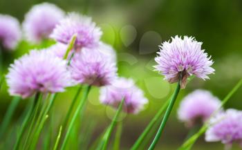 Purple chives blossom in the summer garden, selective focus
