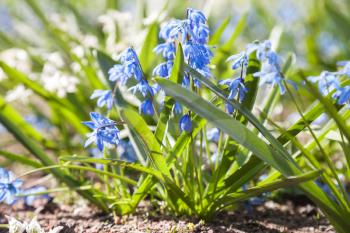 Scilla. Blue and white spring flowers. Selective focus