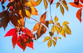 Colorful red and yellow autumn leaves in sunlight above blue sky