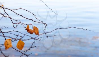 Autumnal dry leaves on coastal tree with reflections in cold blue still lake water
