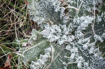 Fresh frost on green grass leaves, macro photo with selective focus