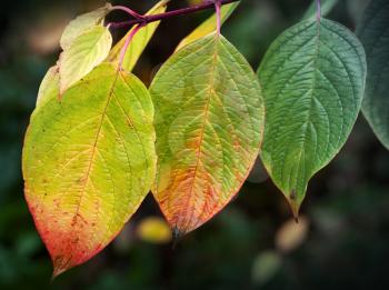 Autumn nature background. Bright colorful leaves, macro photo with selective focus