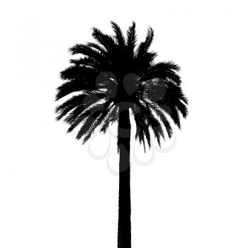 Black palm tree silhouette isolated on white background, detailed photo texture