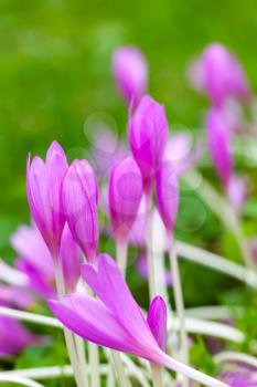 Crocus. Bright violet spring flowers on green meadow. Vertical macro photo, selective focus
