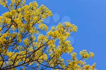 Bright linden blossom on branches above blue sky background