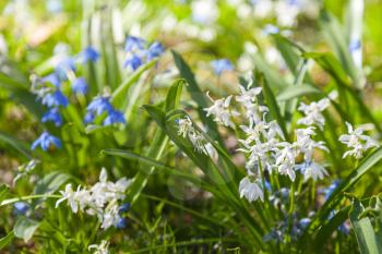 Scilla sibirica. Blue and white spring flowers. Macro photo with selective focus