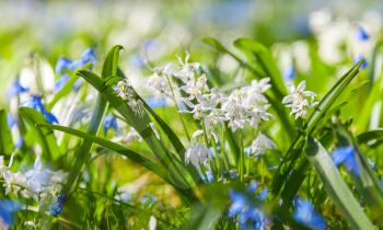 Scilla sibirica. Blue and white spring flowers. Macro photo, selective focus